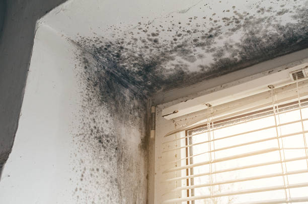 Affordable Attic Mold Remediation solutions in Lindenhurst, IL